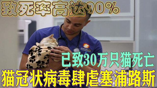 致死率高达90%,“猫冠状病毒”肆虐塞浦路斯,已致30万只猫死亡