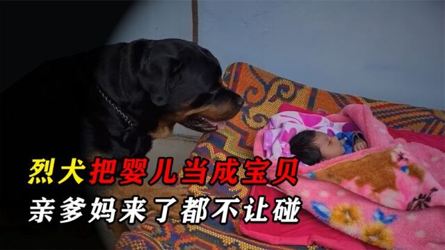 最负责任的烈犬,将小主人当成自己亲生骨肉,和姐姐每天斗智斗勇