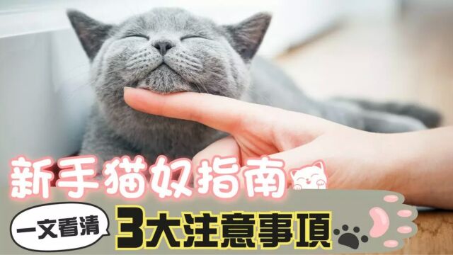 【新手猫奴指南】养猫前准备 一文看清3大注意事项