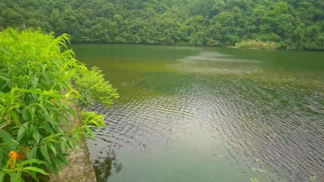 剡溪九曲之桕坑,最美樟树步道,山环水绕