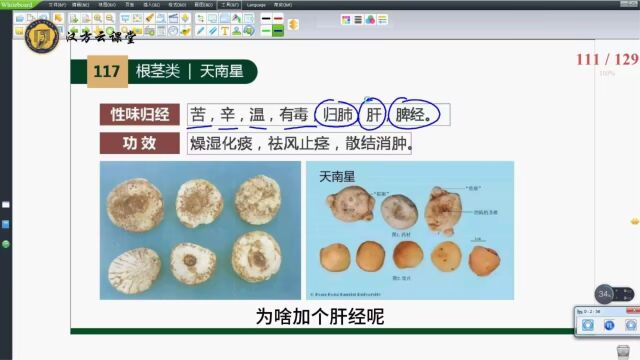 药象各论根茎类药33天南星