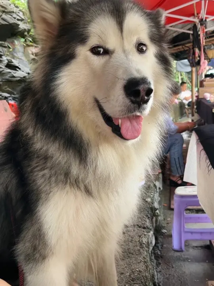 阿拉斯加灰桃脸 #阿拉斯加怎么就这么萌呢