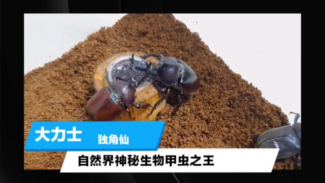 能扛起850倍体重的昆虫,你见过吗?——独角仙的神奇力量