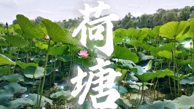 【路过风景】给夏天一抹清凉的绿色!