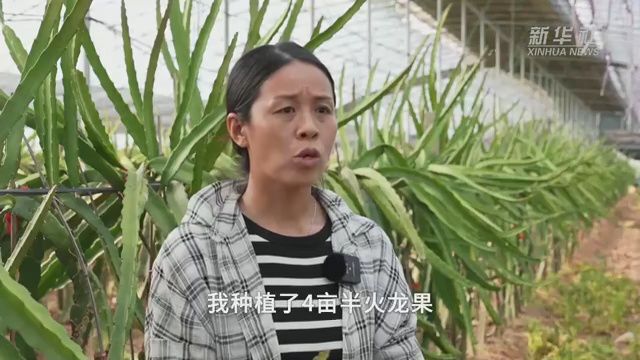 河北鸡泽:“采摘经济”助农增收