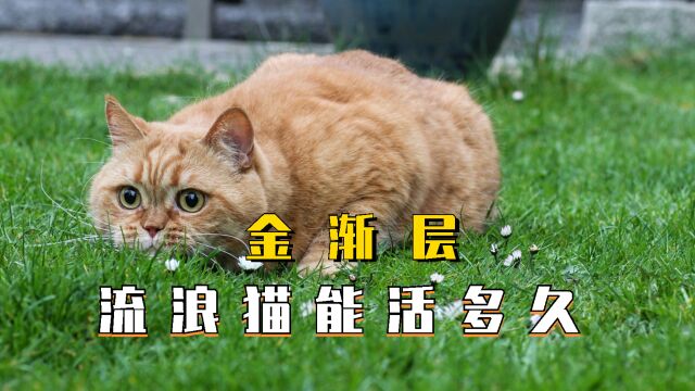 金渐层流浪猫的寿命有多长?看完你就知道了!