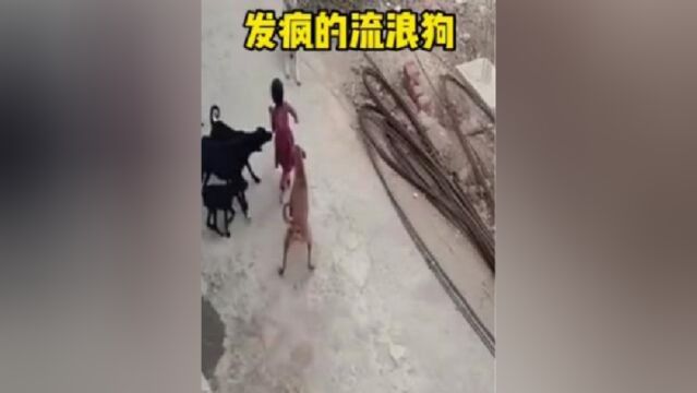 狗咬小孩