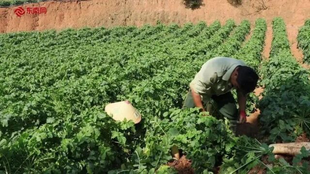 山海人家ⷥ…𑥐Œ富裕的故事 | 晋安勤“学”,鹅鼻萝卜“出圈”,富了宦溪万家