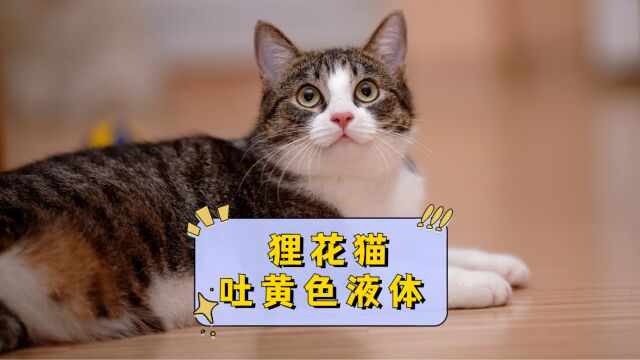 狸花猫为何会吐出黄色液体?原因有这几个!