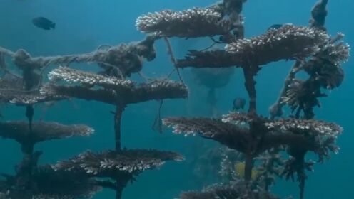 海南三亚：珊瑚世界，海底花园