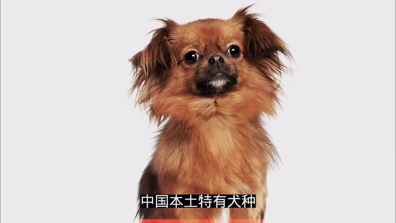 中国犬种大全图片品种图片