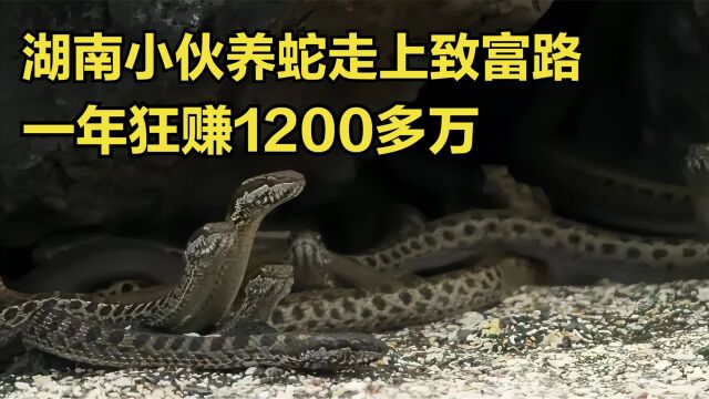 湖南小伙养蛇走上致富路,一年狂赚1200多万,他是怎么做到的?