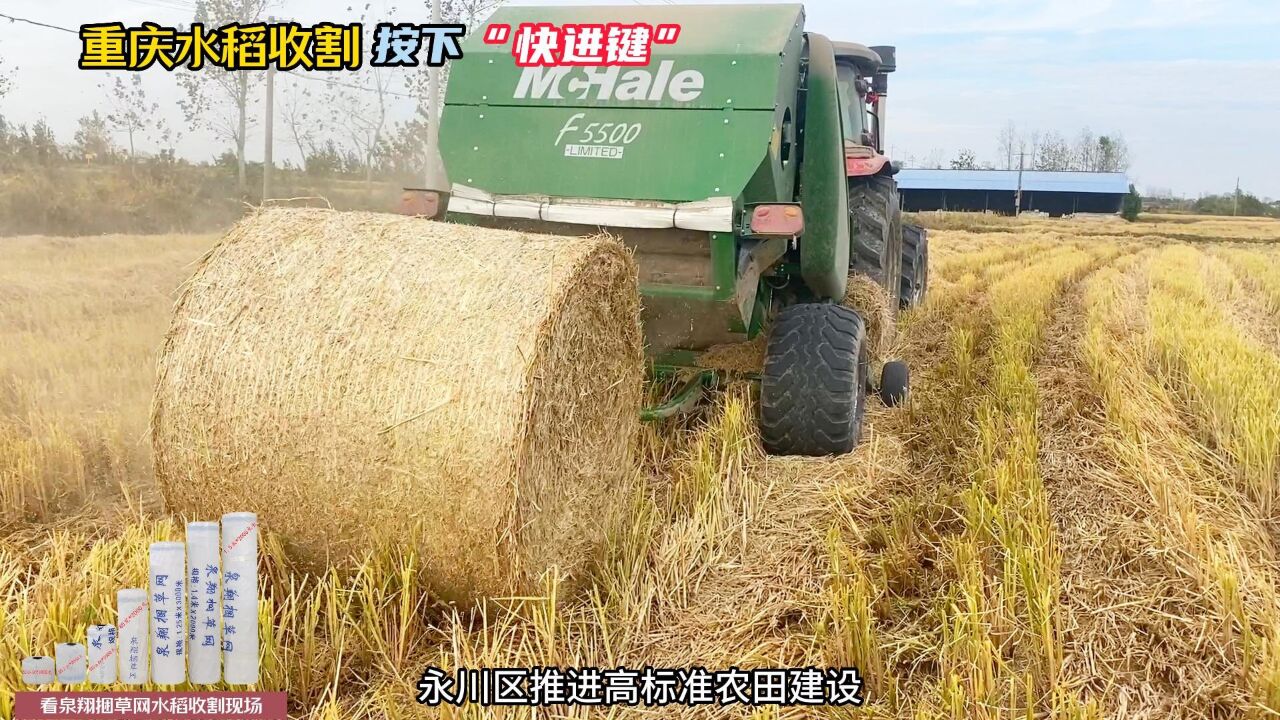 重庆水稻收割按下了"快进键",看泉翔捆草网水稻打捆现场,质量保证,草