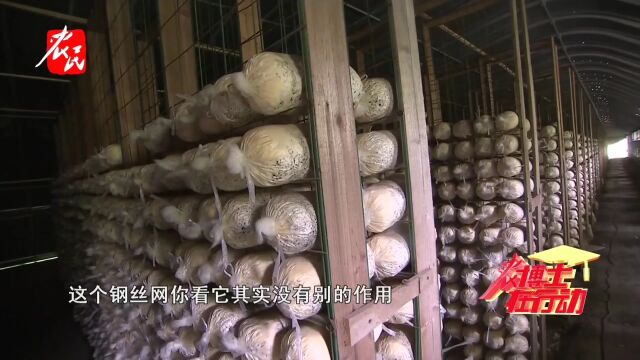 科技助农  白灵菇菌袋住进“格”楼 一年成本多少钱?