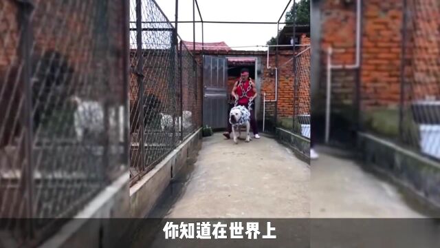 中国最凶猛霸气的十大猛犬,你真以为只有藏獒拿的出手?