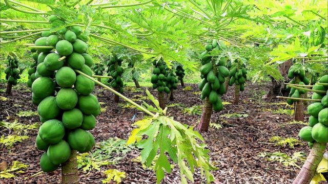 木瓜种植全攻略:从选土到收获,让你轻松掌握每个环节