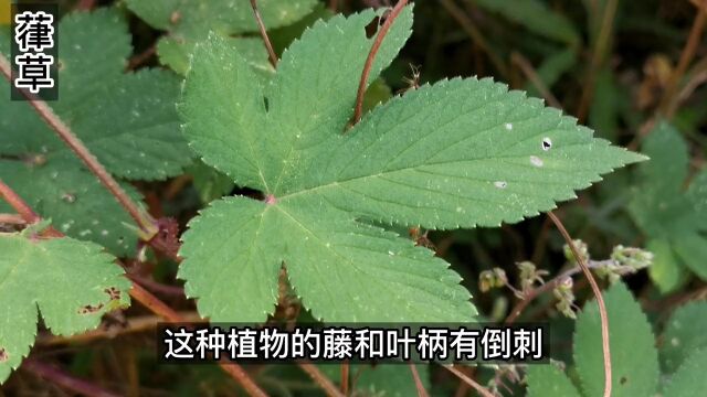 这种喜欢勾人的植物你们叫什么,它的果穗可以做啤酒花酿造啤酒#野生植物 #自然 #葎草 #奇花异草 #啤酒花