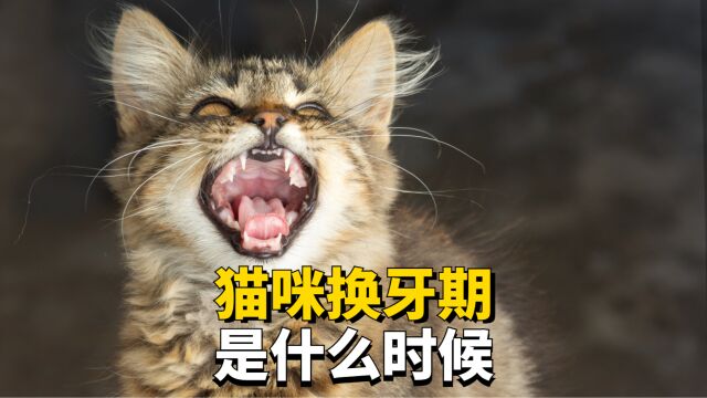 猫咪一般什么时候换牙?你知道吗?