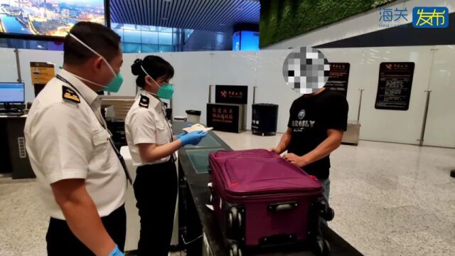 白云机场空港口岸旅检渠道查获近万尾海马干