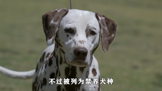 曾备受追捧的“斑点狗”,为何会成为禁养犬?看完你还敢养吗?斑点狗大麦町斑点狗 2