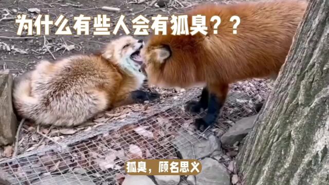 为什么有些人会有狐臭?