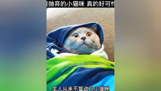 被抛弃的小猫咪真的好可怜