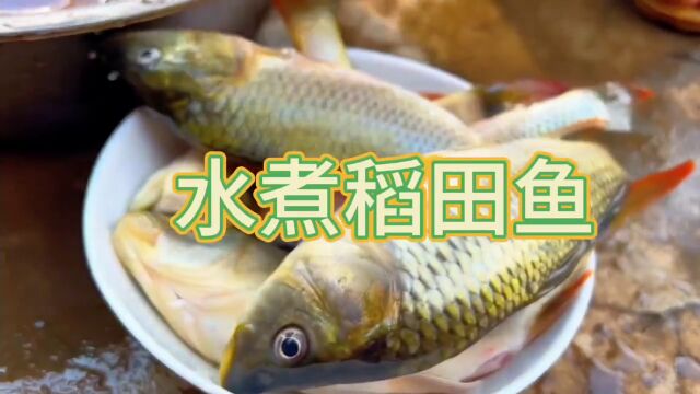 红河味道秋收美味——水煮稻田鱼记者:李伟龙,通讯员:李雨嘉