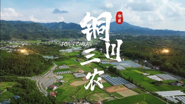 《铜川三农》第21期为动物疫情防控搭建“防护网” 朱村里的“养猪夫妻档”