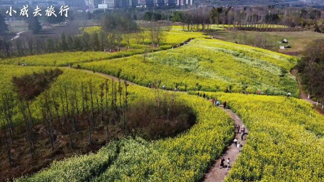 重庆三板溪公园,漫山遍野的“油菜花盛开了,呈现出一片金色花海