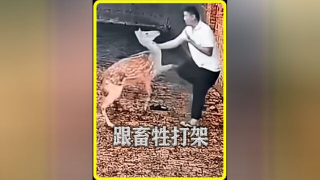 男子竟然跟小鹿动起手来了