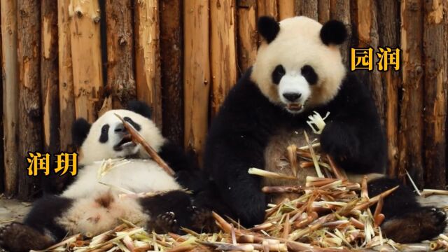 陈园润和她背后的抢食家族,个个都是抢食王!