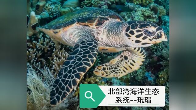 北部湾海洋生态系统玳瑁