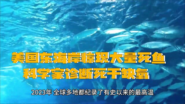 美国东海岸惊现大量死鱼,科学家诊断是淹死的