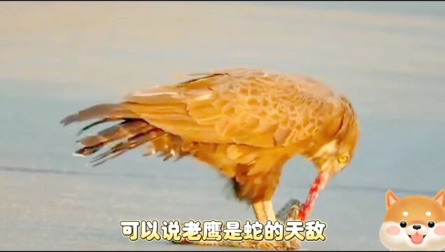 死法最惨的蛇被老鹰吃得津津有味