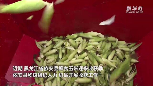 黑龙江依安:鲜食玉米喜迎收获