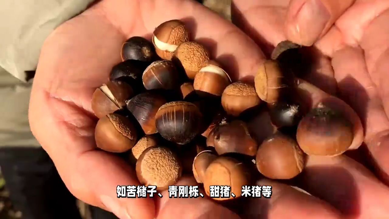 橡果种类繁多:青刚栎、苦槠子,你了解多少呢?你认识它吗?_腾讯视频