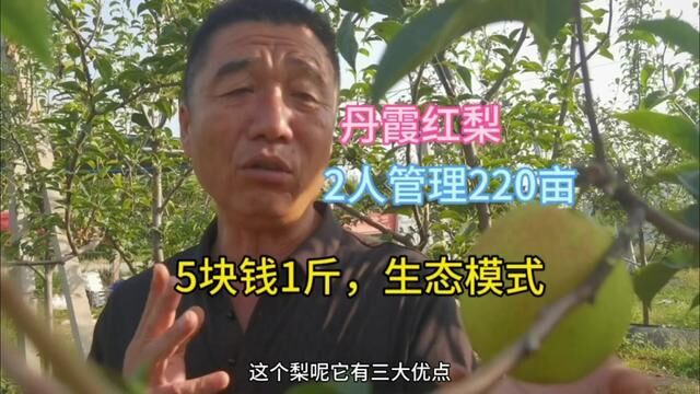 农民大哥种植丹霞红梨,2人管220亩采用生态模式,品质好1斤卖5元#丹霞红梨