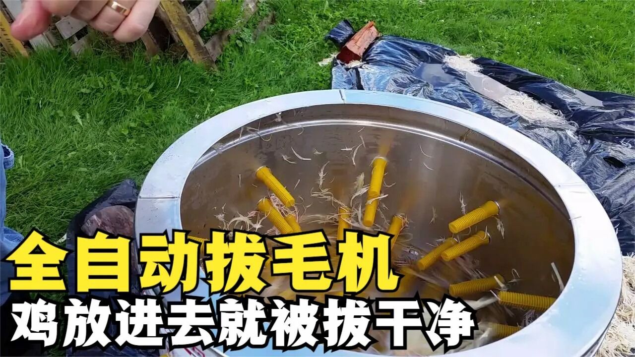国外全自动拔毛机器,鸡放进去就能被拔干净,怎么做到的?