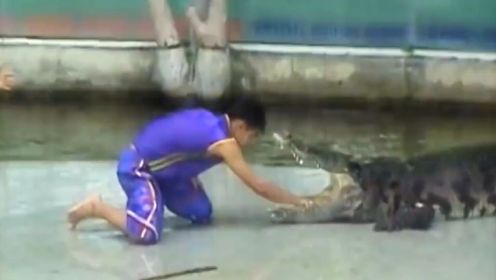 泰国的鳄鱼表演