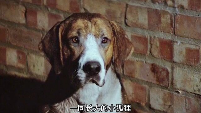 狐狸的故事