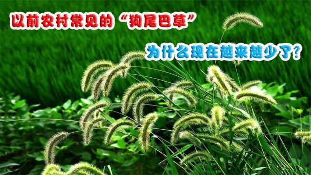 以前农村常见的野草,人称“狗尾巴草”,为什么现在越来越少了?