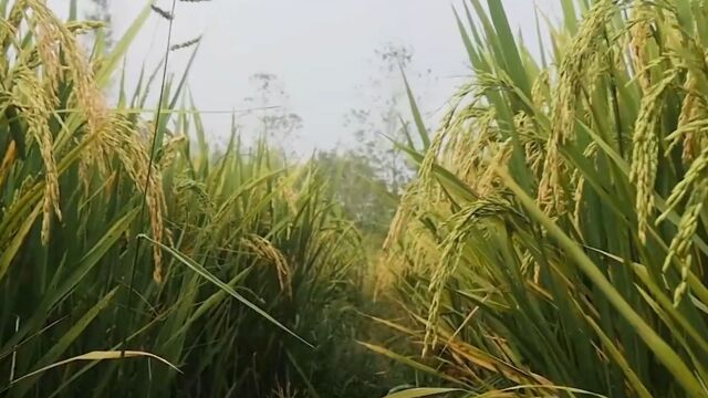 在距离辛安村仅四千多米的南流村,人们却以种植水稻为生