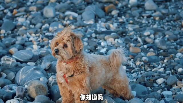 贵宾犬呆萌可爱