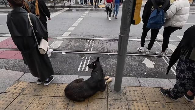 土耳其旅行,在伊斯坦布尔街头遇到一只神奇的狗,被它的执着感动 #街道 #人文 #vlog旅行记 #土耳其