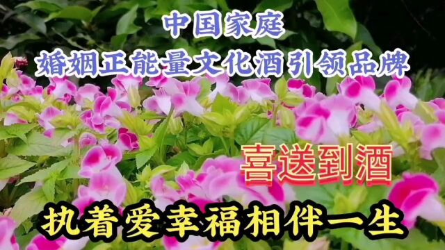 漂亮的小花盛开美景,粉色鲜花赏心悦目,美丽动人,美不胜收了!