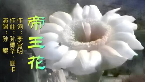 帝王花MV－词：李官明，曲：孙德华、珊卡，唱：孙鲲