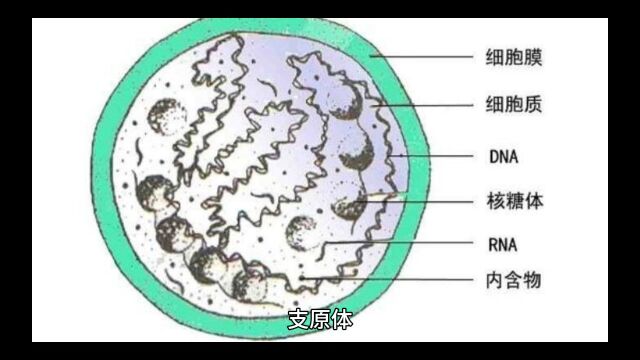 支原体肺炎中招了怎么办?这几样药药店都能买到