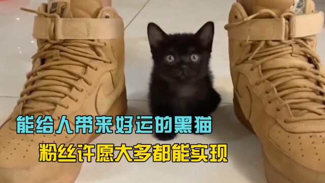 黑猫能给人带来好运,网友:这比菩萨还灵