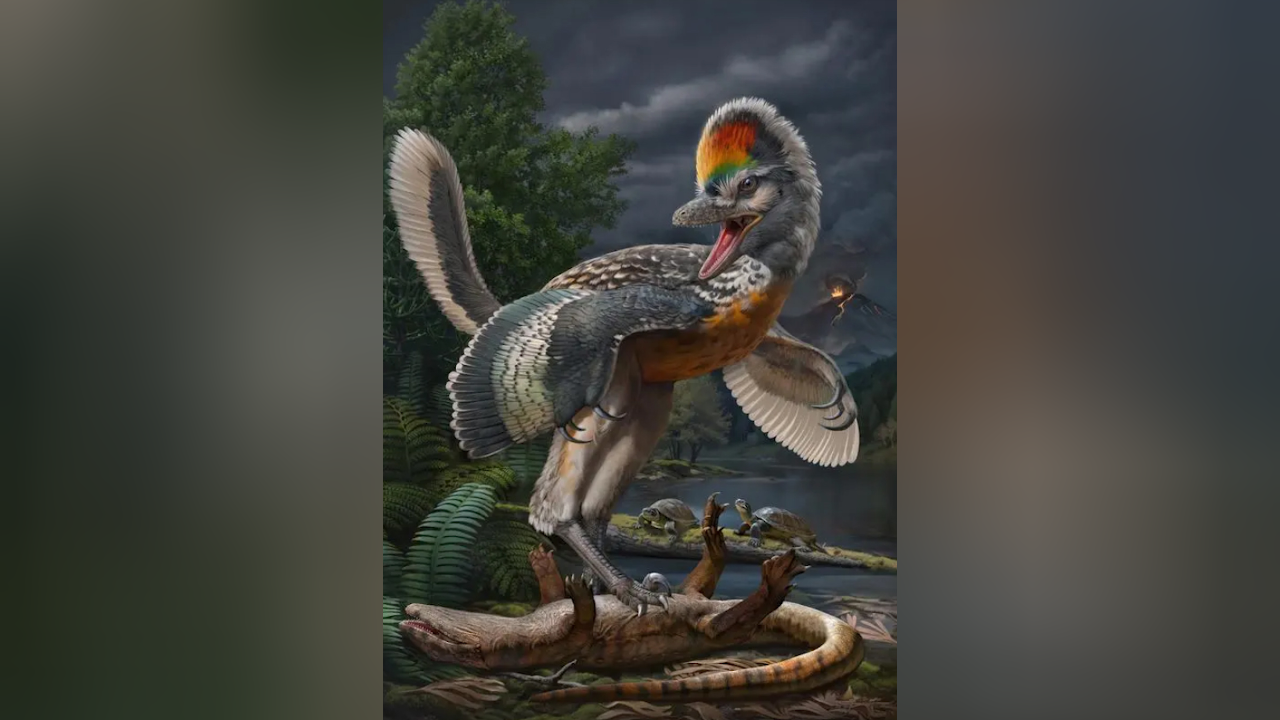 5亿年前鸟翼类恐龙"奇异福建龙"