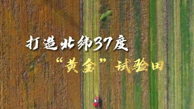 德州禹城市:打造北纬37度“黄金”试验田